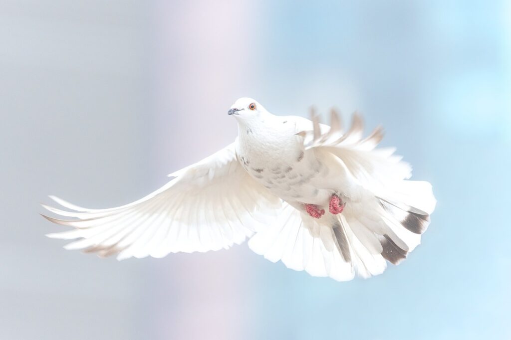 dove-g0612e4017_1280 Sinnbild für Persnlichkeitsentwicklung